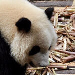 Chongqing Lao TangKe Hotpot